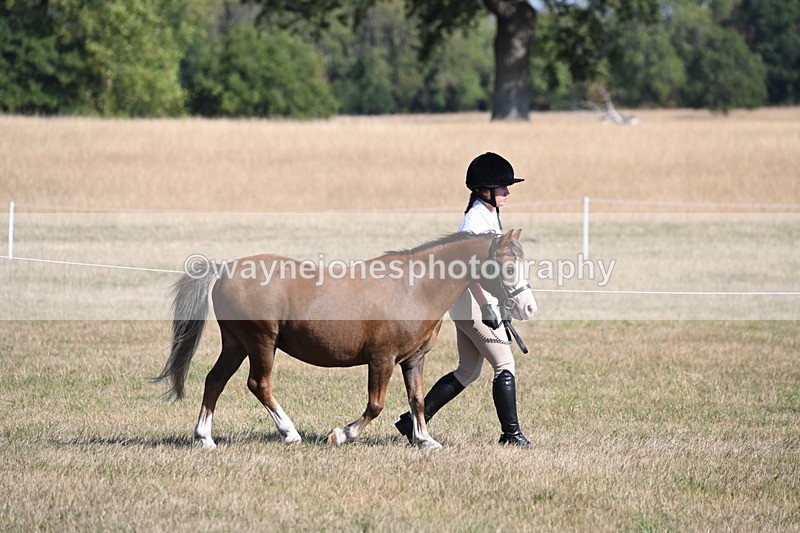 WJ6_7405 - Class 34 Judges Choice