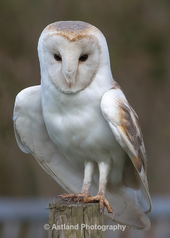 Barn Owl - Latest Images