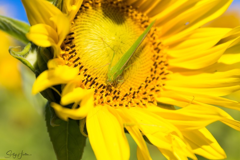 Sunflower with Insect 1