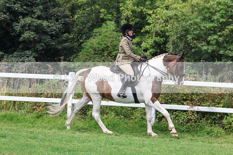 3E7A8665 - Class 5: Working Show Horse