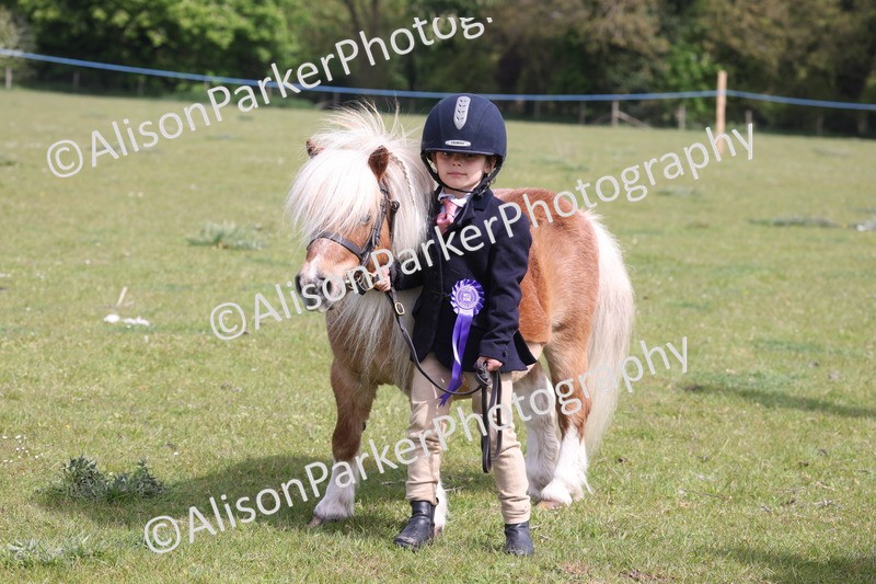 20260426-3165 - Class 26 - Shetland Ponies and Minitures