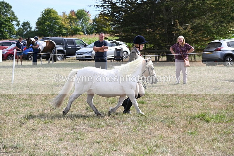 WJ6_6919 - Class 21 Shetland & Mini Horses