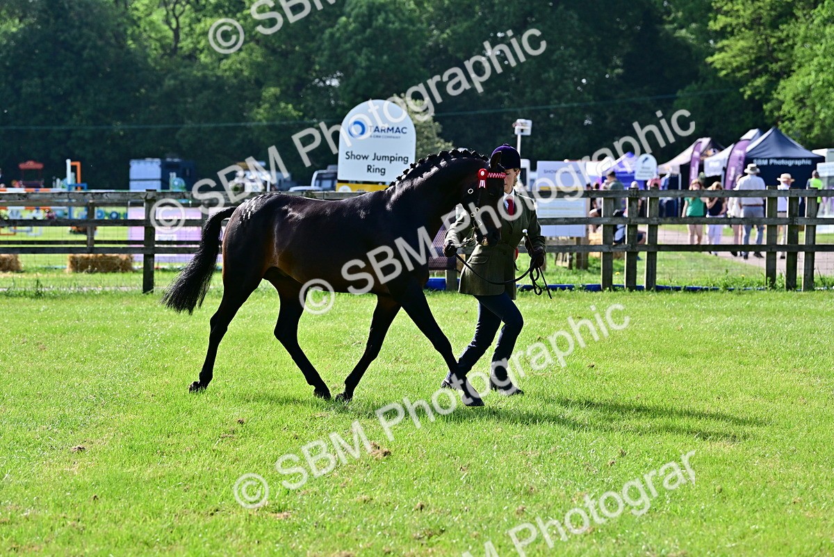 SBM_01031 - Class 46-49 - Arab and Part Bed-Anglo Arab In Hand