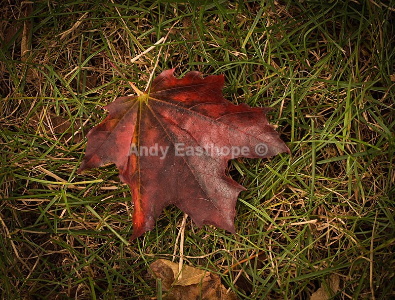 Autumn Leaf 1 - Autumn in Canada