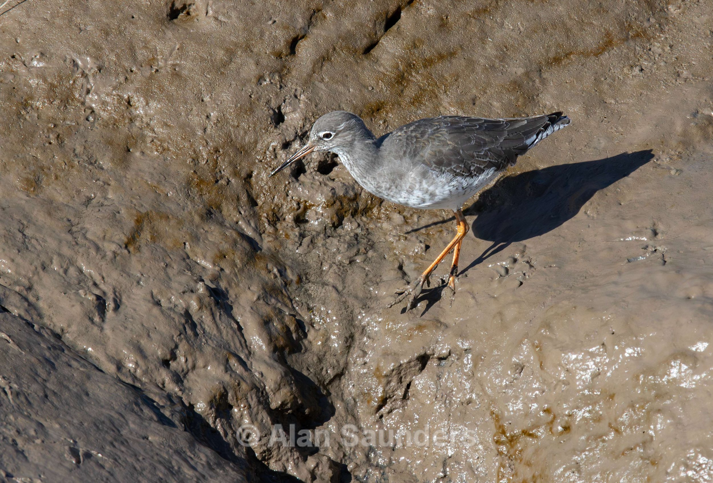 Common Redshank 1