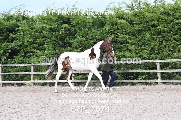 BPP_7074 - RING 1  (RIDDEN HORSES / IN HAND / VETERAN ETC)