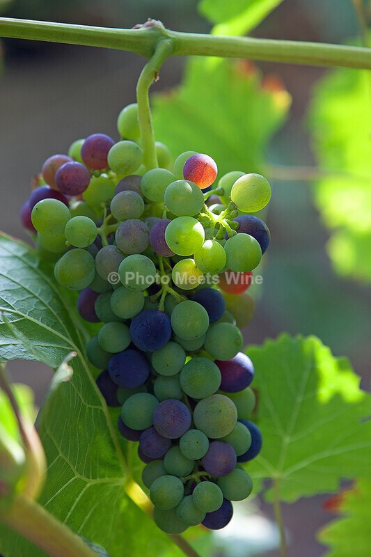  - Vineyards & Vines / Weinberge & Reben