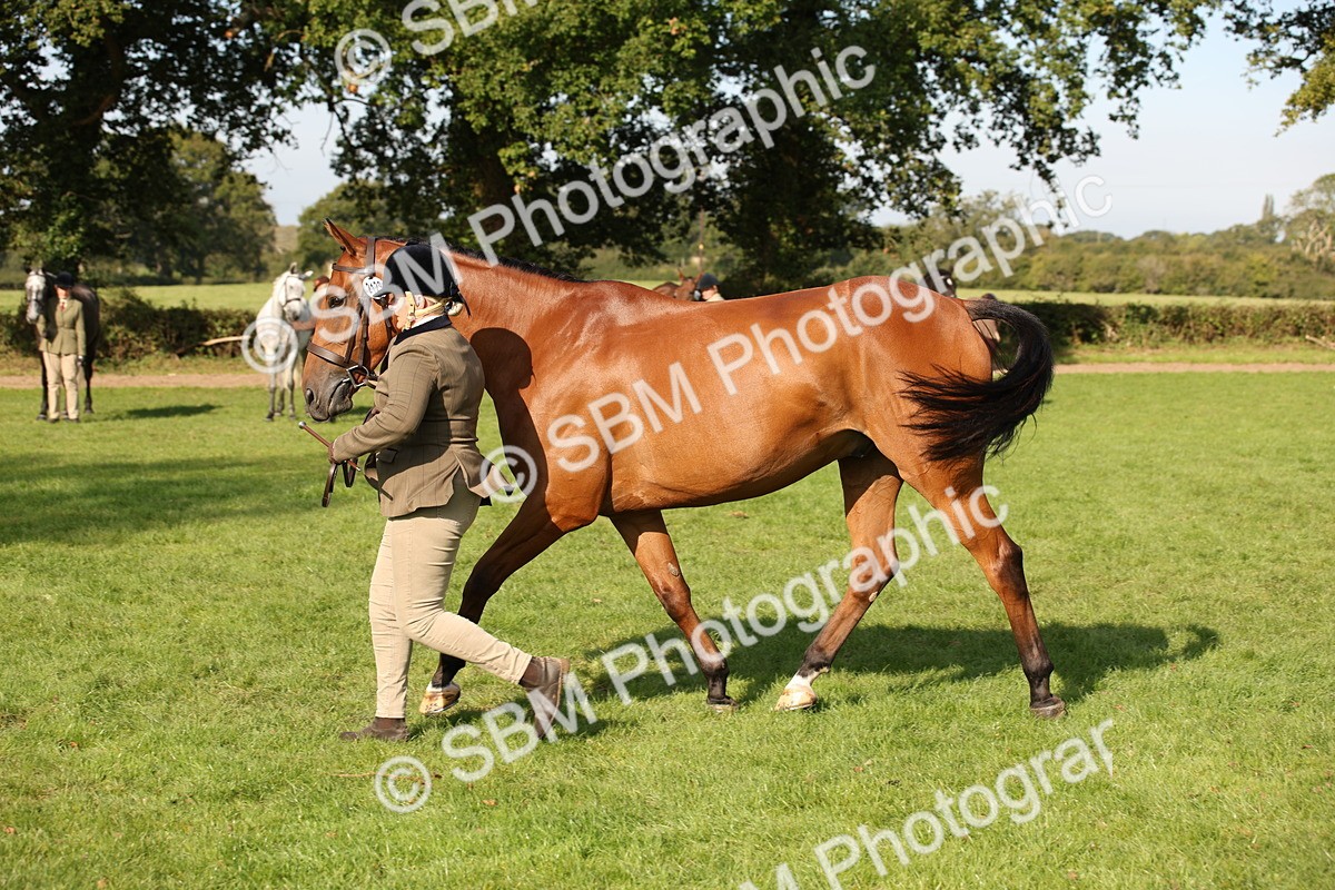 SBM_60114 - S53 - Hunter In Hand