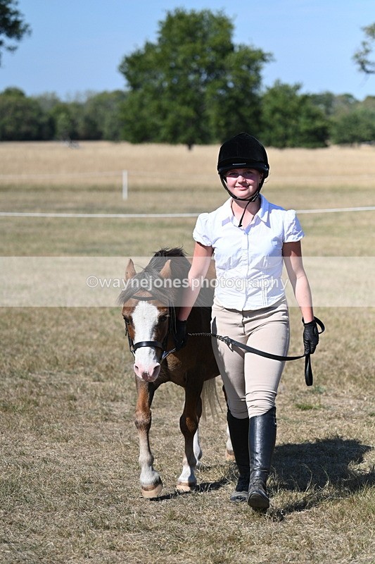 WJ7_1556 - Class 42 Most Handsome Gelding