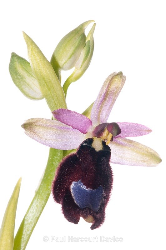  - WB: Orchids - Ophrys