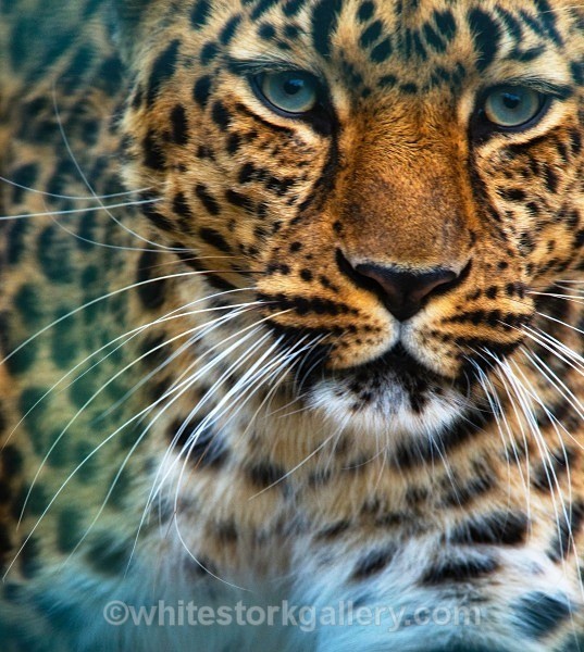 Leopard - Wildlife and Animals