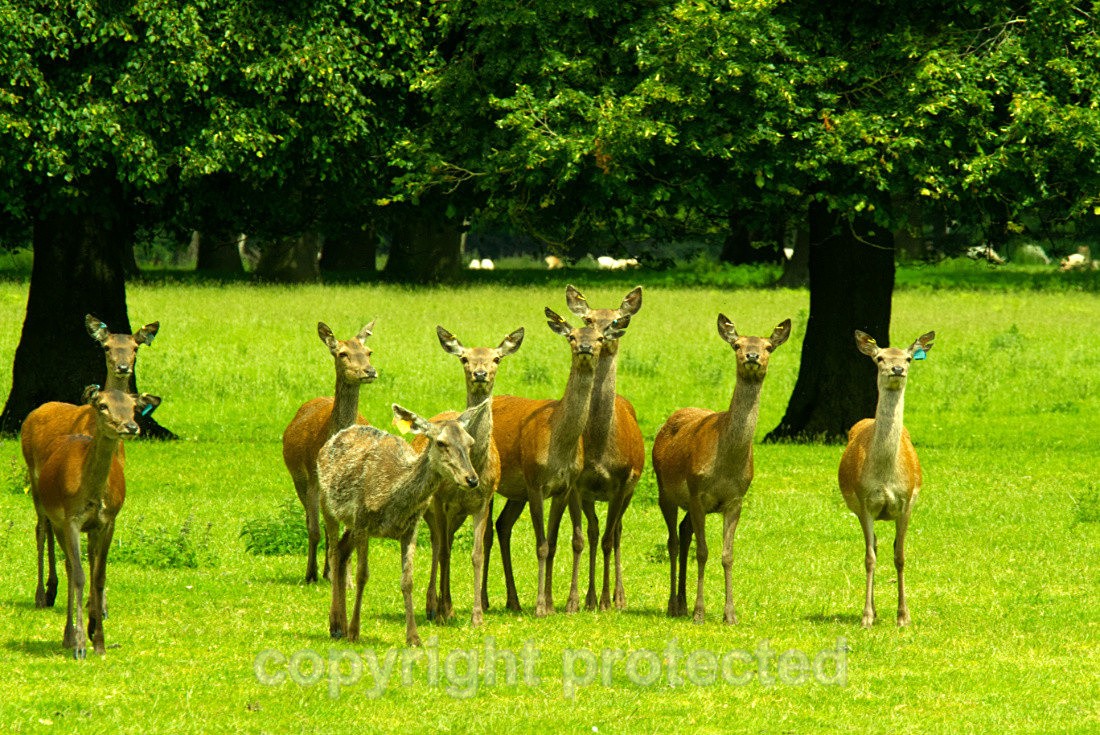 Red Deer - Houghton Hall - Norfolk - Mammals