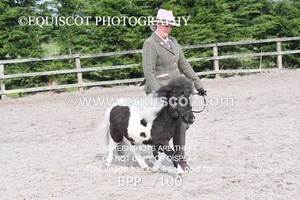 BPP_7100 - RING 1  (RIDDEN HORSES / IN HAND / VETERAN ETC)