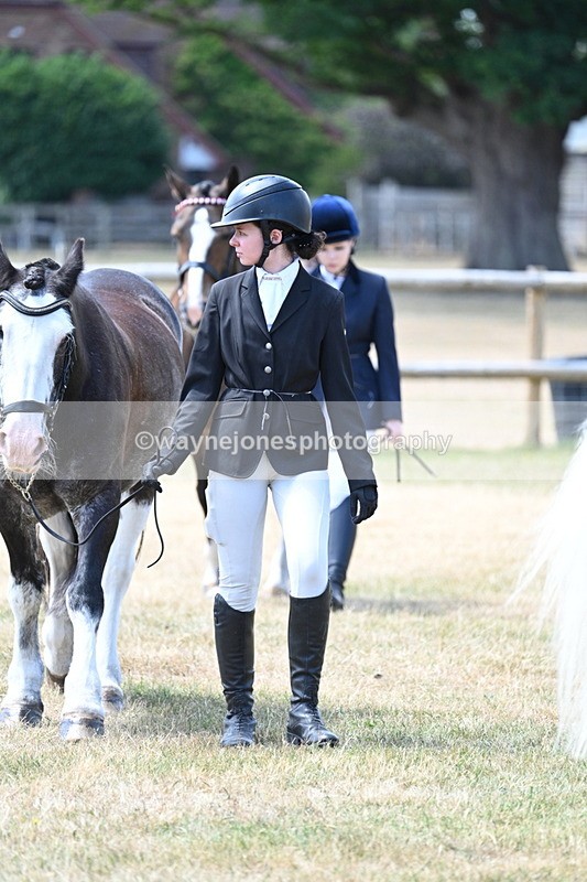 WJ7_2295 - Class 5a Most Handsome Gelding in hand (above 14.2hh)