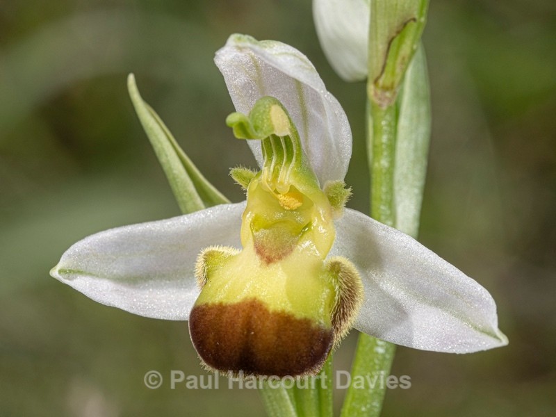 Bi-coloured Bee Orchid variety (Ophrys apifera var bicolor) - Wild Orchids 2021