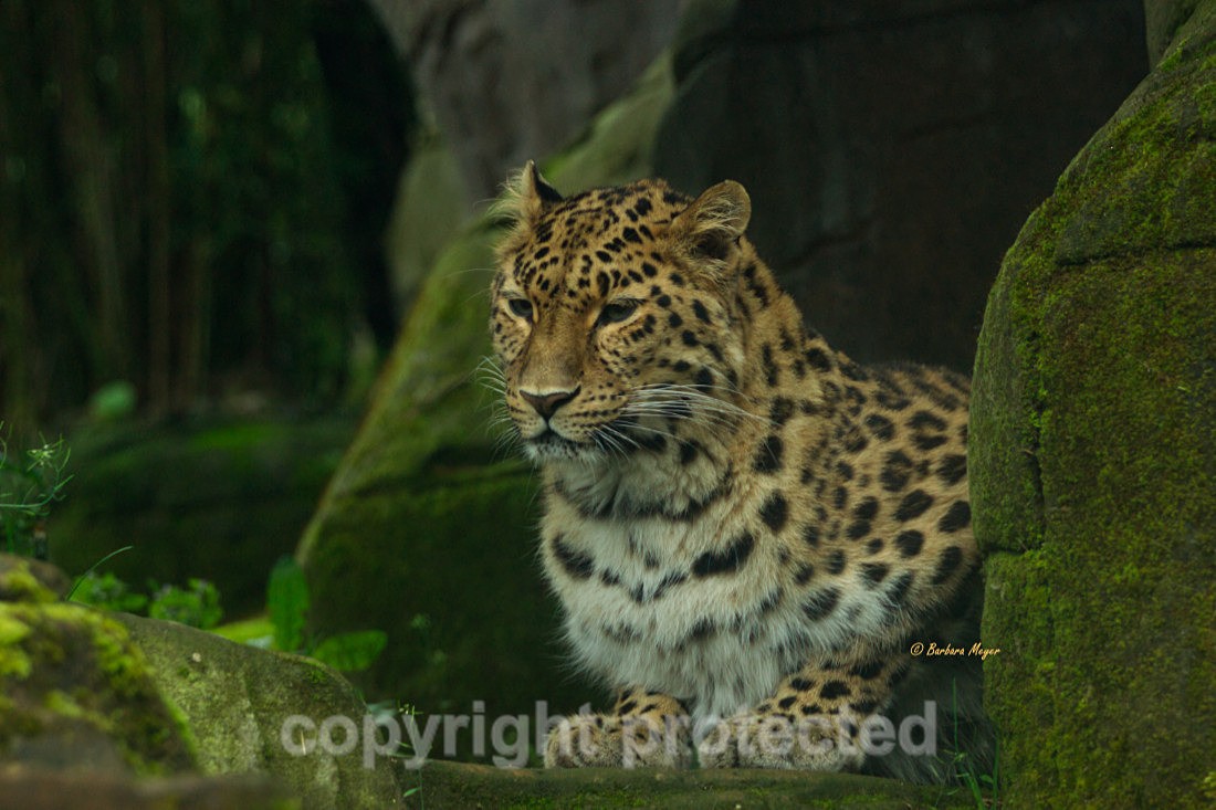 Amur Leopard - Esra - Big Cats