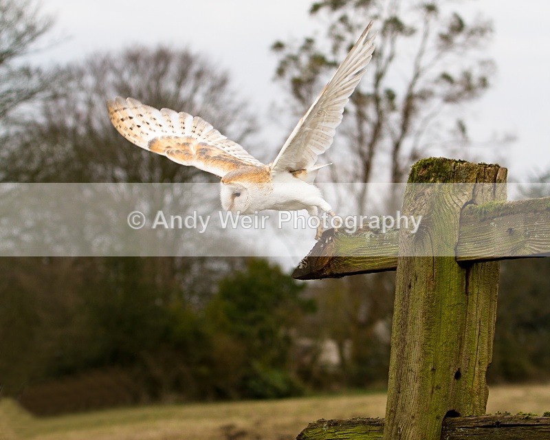 20110312-IMG_1984-125 - Barn Owl
