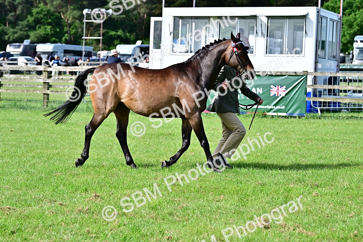 SBM_00991 - Class 46-49 - Arab and Part Bed-Anglo Arab In Hand