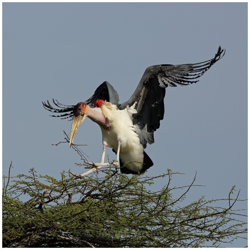 Marabou Stork building its Nest - Kenyan Safari 2013