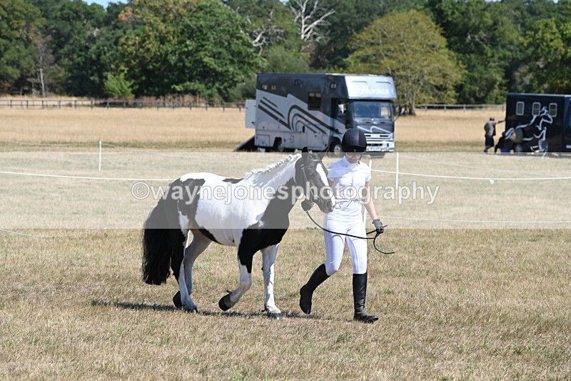 WJ6_8593 - Class 37b Best Loan Pony In-hand