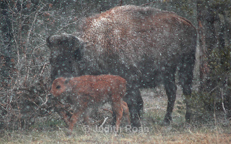 Bison Mother and Young - Yellowstone