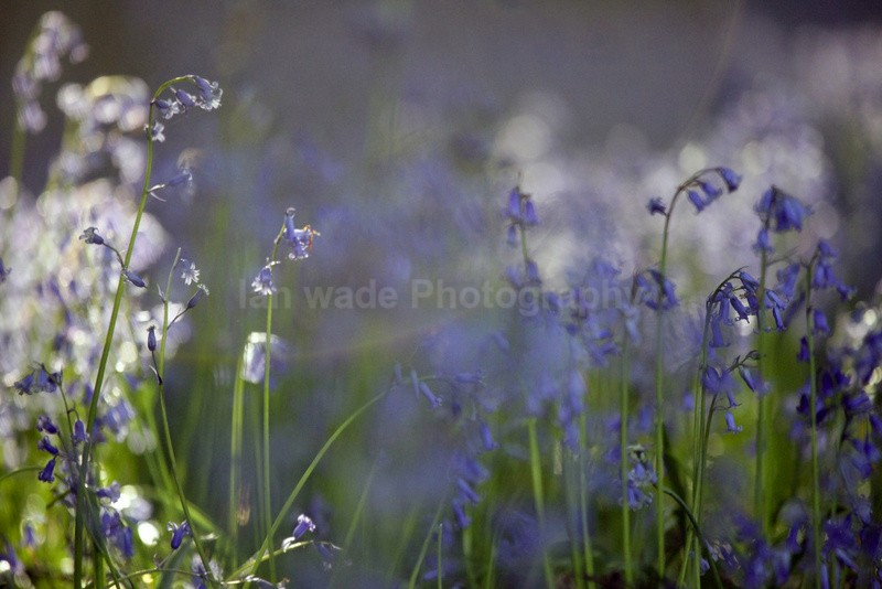  - Woodland scenes & flowers