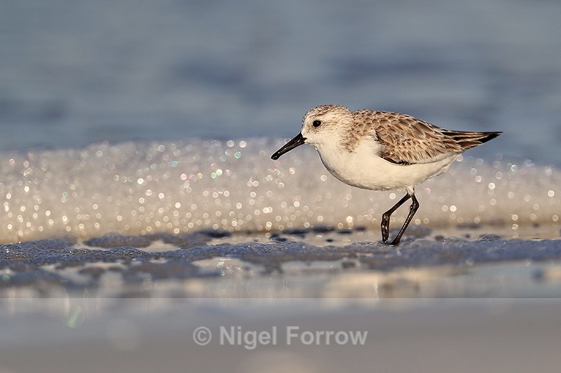 Sanderling specular highlights in background, Fort De Soto, Florida - Sanderling