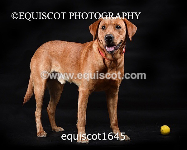 equiscot1645 - PADDY