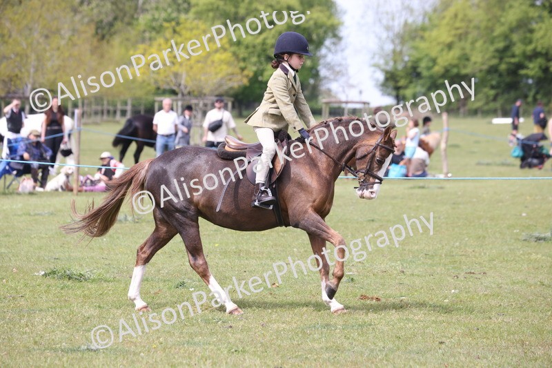 20260426-2978 - Class 33 - Best Pony 14.2hh and Under