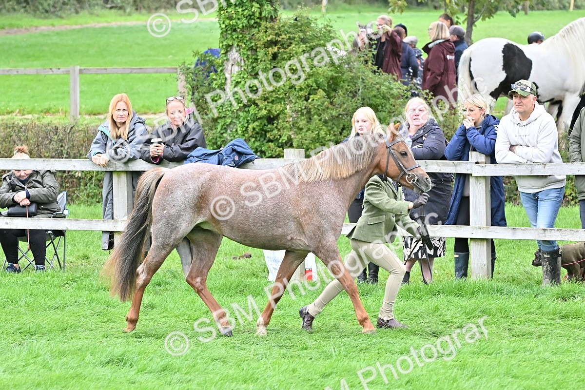 SBM_60980 - S48 - Mountain & Moorland In Hand Small Breeds