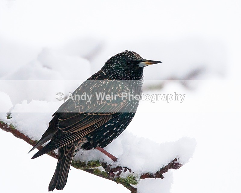20100105-Garden 009-1106 - Starlings