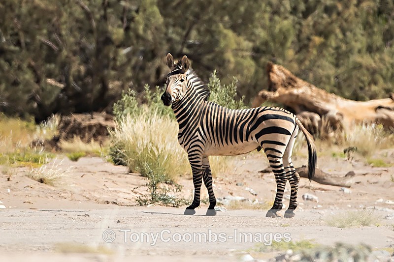 Hartmann's Zebra - The Hoanib