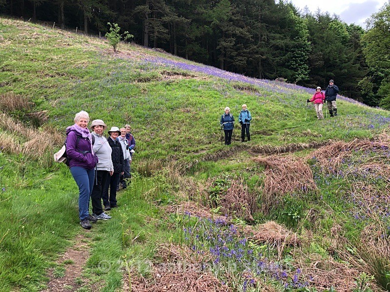 025 Descent  out of Longside Wood - The Nidderdale Way Collection