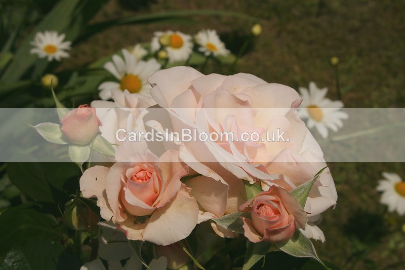 Rose - Peace 5 - ROSES