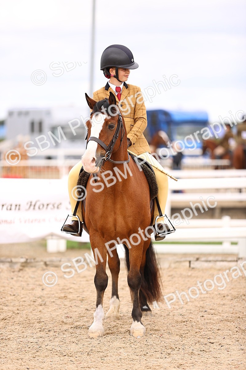 SBM_16002 - Class 417 - Handsomest Gelding (IH or Ridden) Jnr