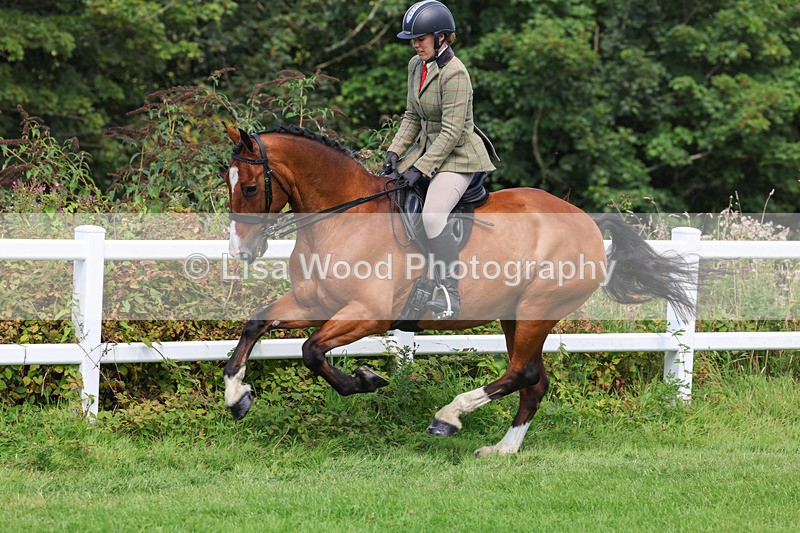 3E7A8712 - Class 5: Working Show Horse