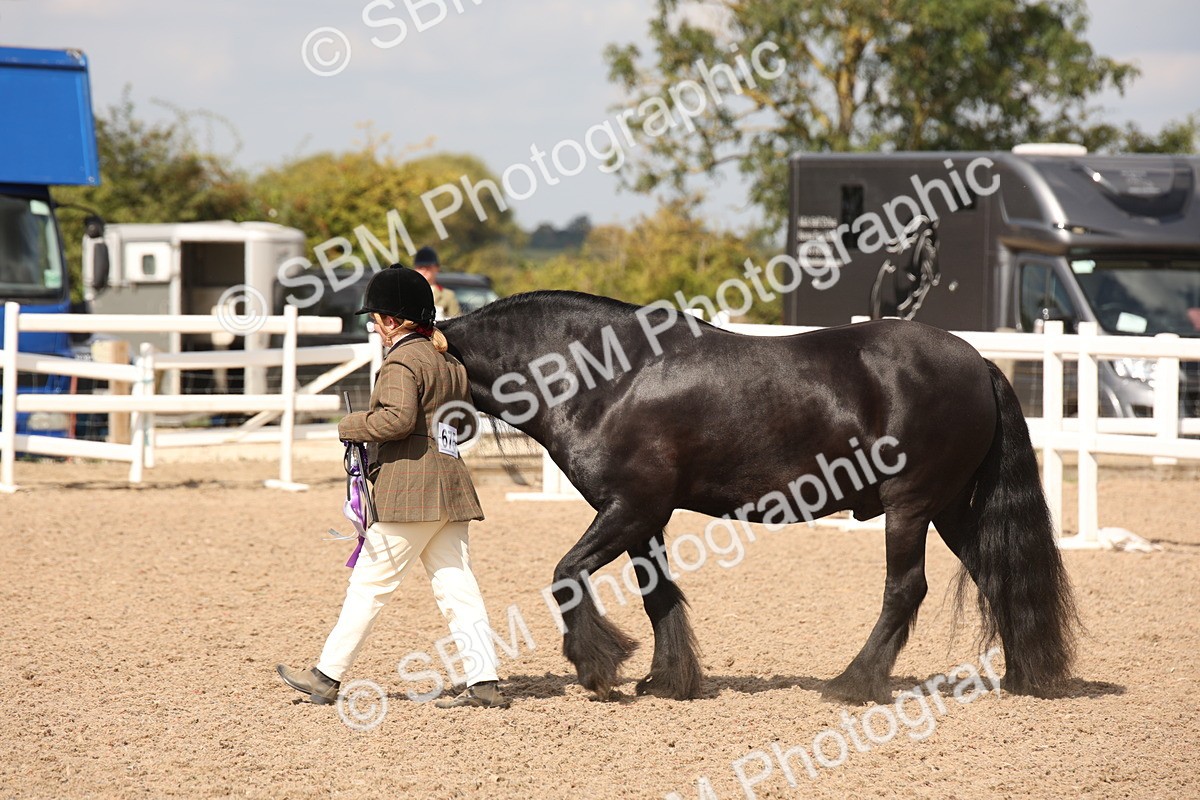 SBM_03464 - Class 18 Handsomest Gelding (IH or Ridden)