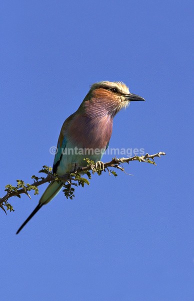 Lilac-breasted roller - Botswana