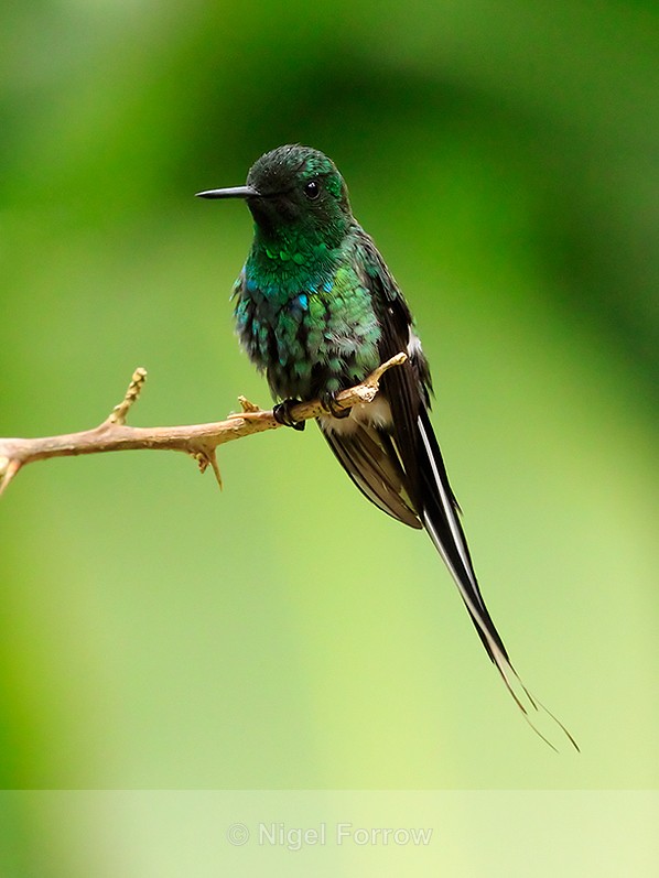 Green Thorntail (male) perched on a branch at La Paz Waterfall Gardens - Green Thorntail