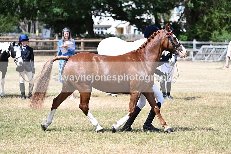 WJ7_1562 - Class 4 Prettiest Mare up to 14.2hh in hand