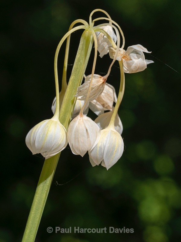 Italian Garlic (Allium pendulinum) - Flower Portraits