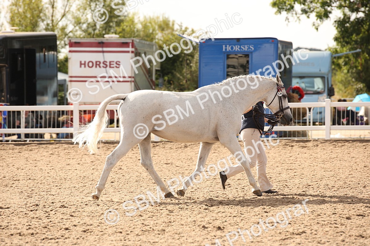SBM_08191 - Class 27 - IH Competition Horse-Pony