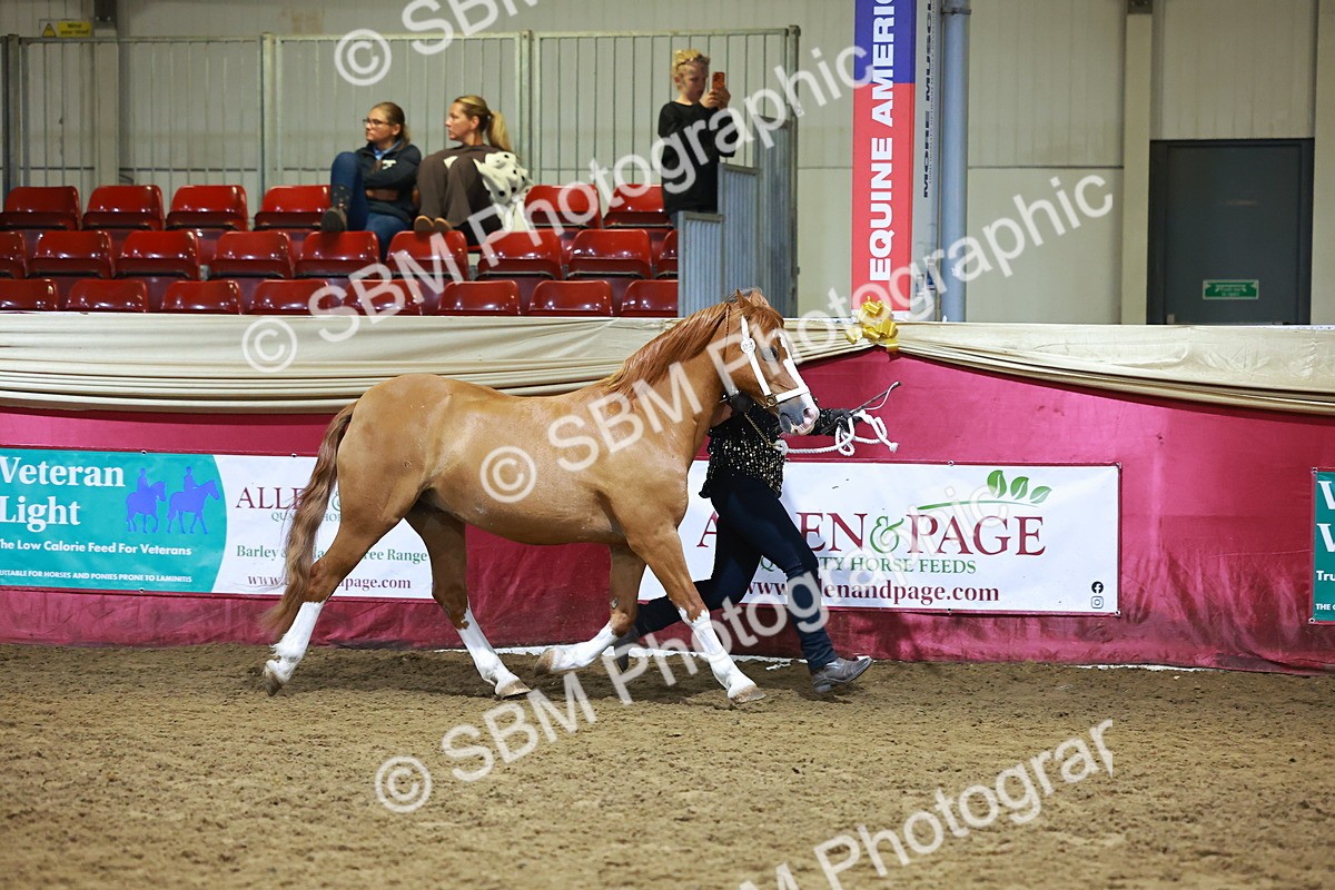 SBM_15237 - Class P - M&M Champ