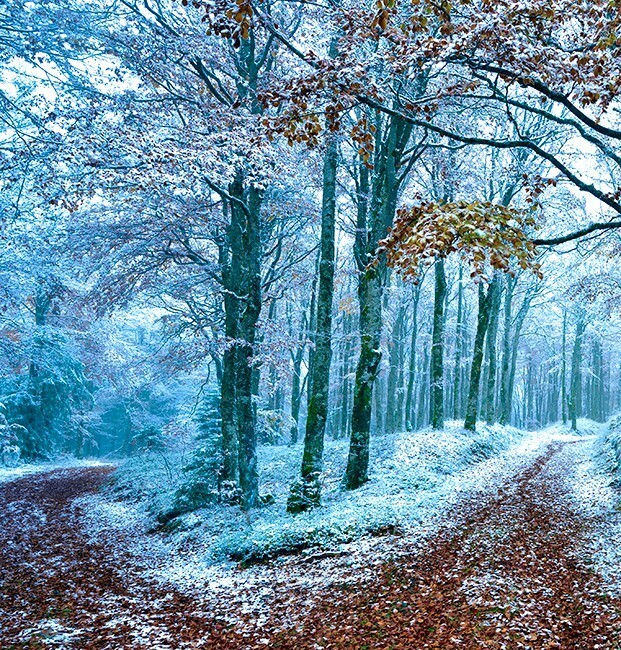 Herrenberg Forest Alsace France - Land