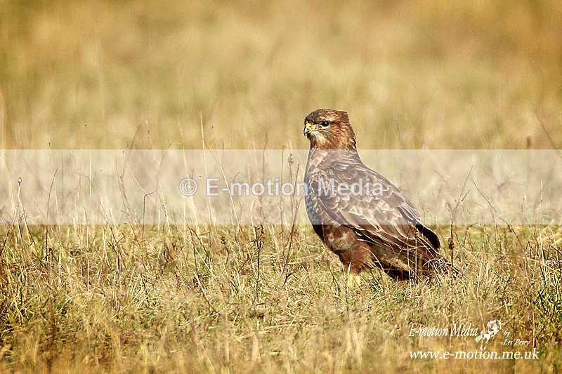 Buzzard 130113 155a - Nature