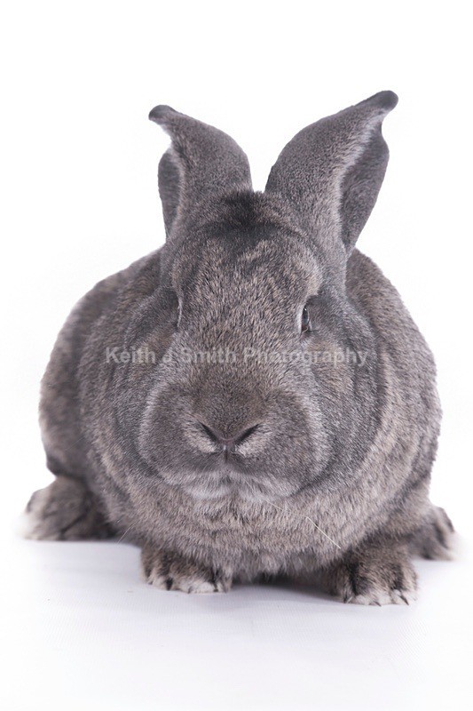 7SKJ4314 - Roaming Reptile Show III