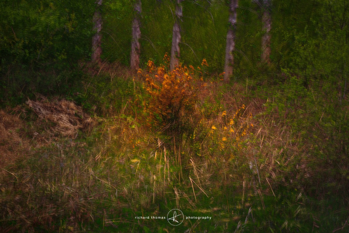 Campfire - ALTERED REALITY