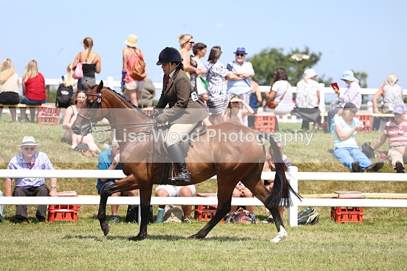 3E7A9352 - Class 12: Open Racehorse to Show Horse