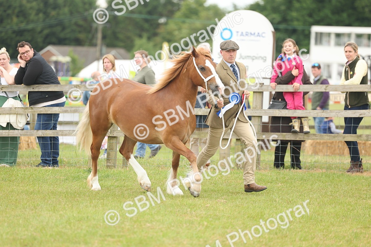 SBM_05042 - Class 50-57 - M&M Welsh Pony In Hand