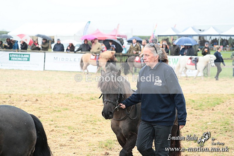 SHETPR 210425 5 - Shetland Ponies Paxford Races 21/04/25
